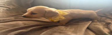 Yellow collar 