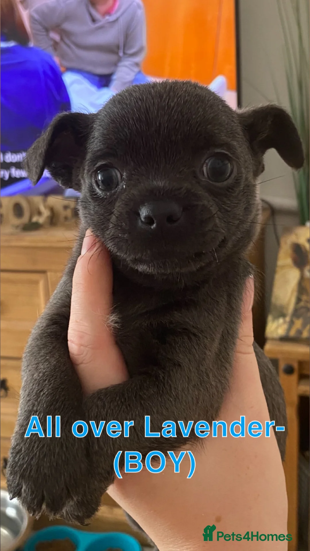 Chihuahua dogs for sale: 4 Beautiful chihuahuas for sale!! - Advert 2