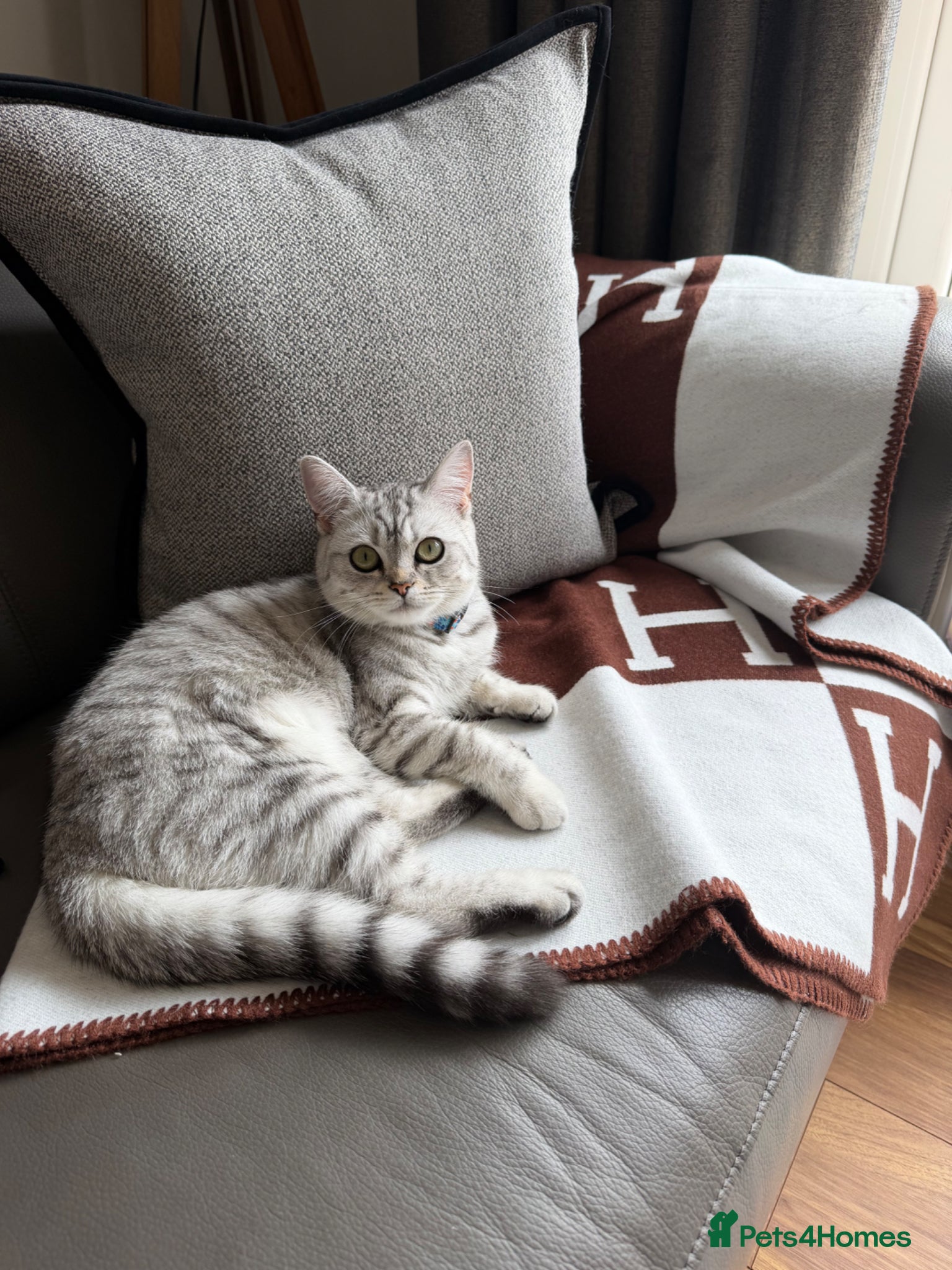 British Shorthair cats Little miss lexi - Advert 1