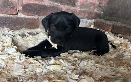 Labrador Retriever dogs for sale: 5th Generation KC registered Labrador puppies in Stoke-on-Trent - Image 27