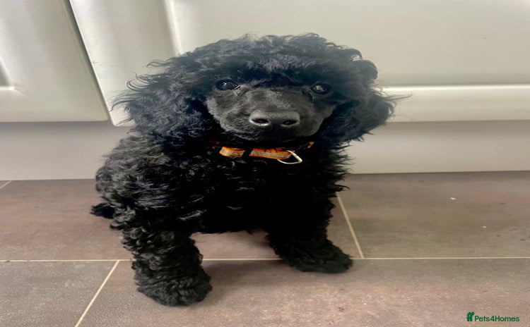 Miniature Poodle dogs - Advert 12