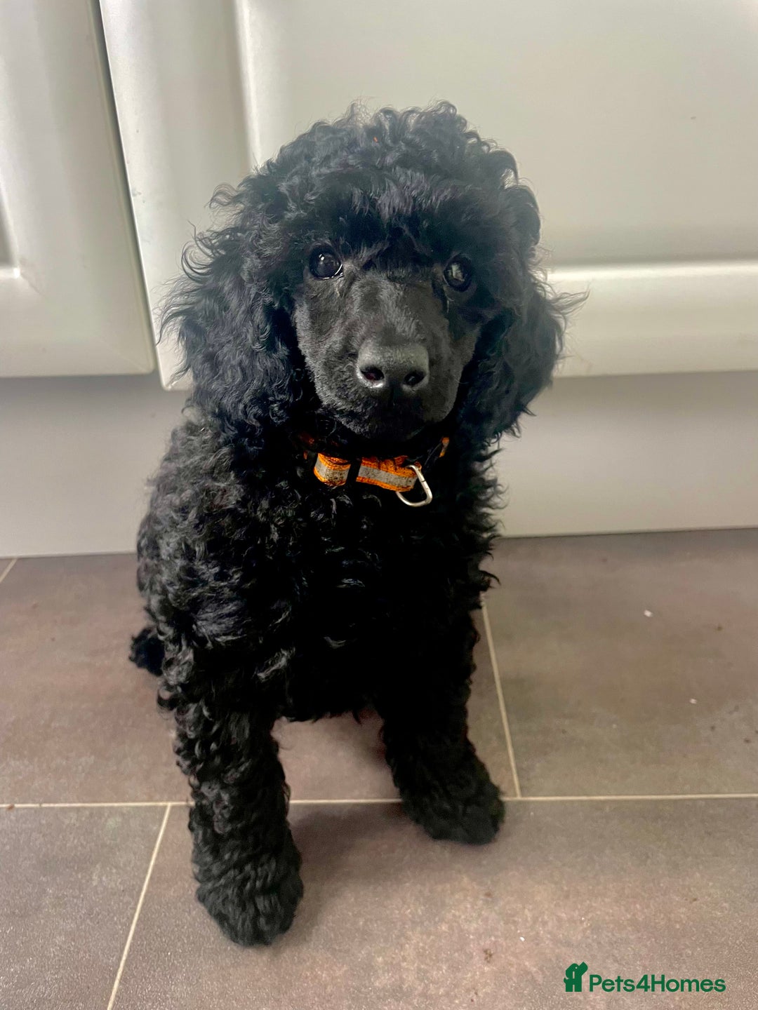 Miniature Poodle dogs for sale: 🌟SHOW QUALITY🌟 Mini Poodle Puppies  - Image 1