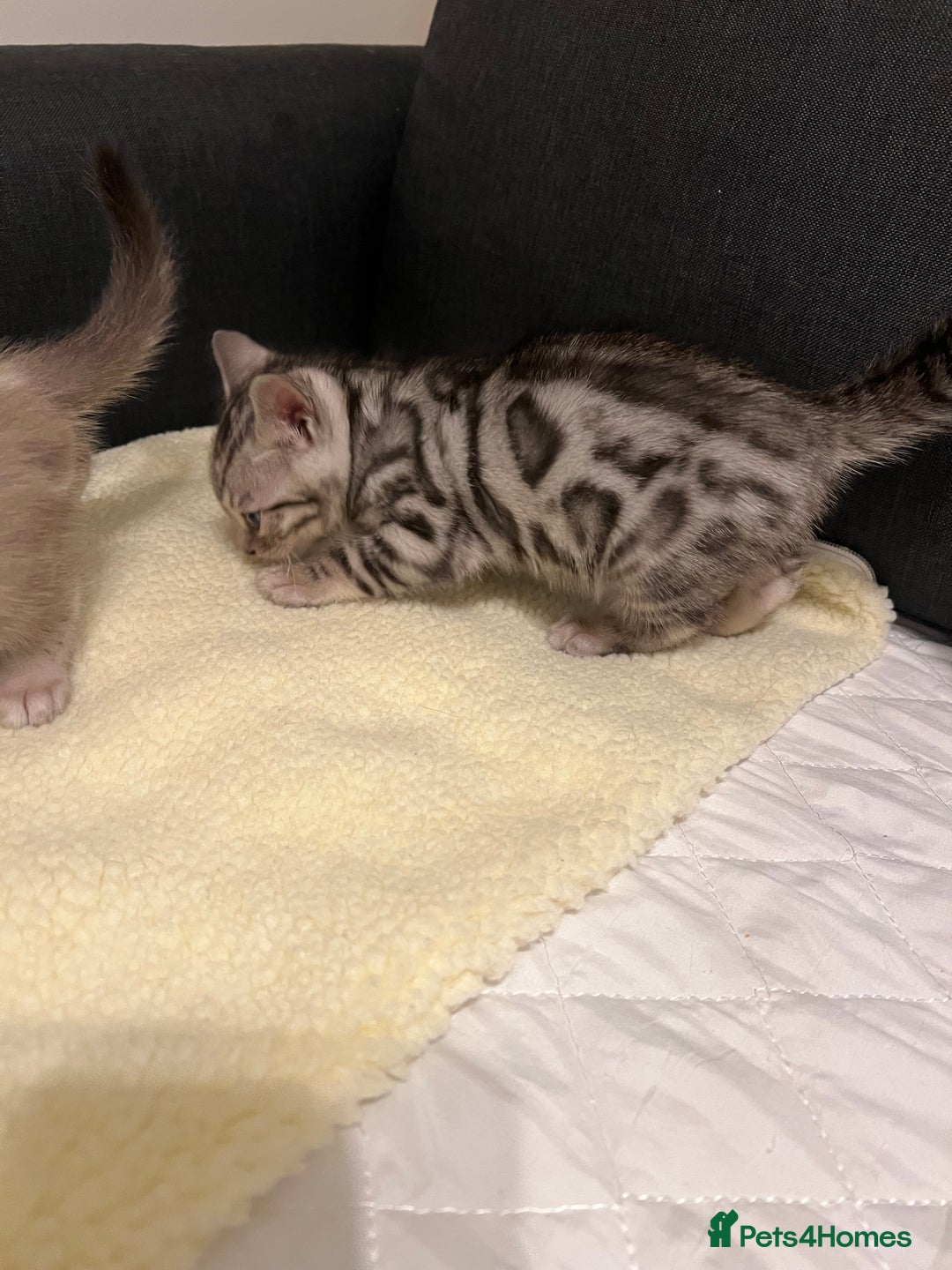 Bengal cats for sale: 🐾 TICA Registered Bengal Kittens  - Advert 19