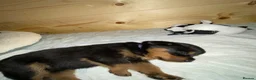 Rottweiler dogs for sale: Kasire and Calien’s stunning Rottweiler babies  - Advert 15