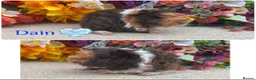 Guinea Pig rodents for sale: Pedigree Lunkarya/Blue/ Dalmation Guinea pigs  - Advert 17