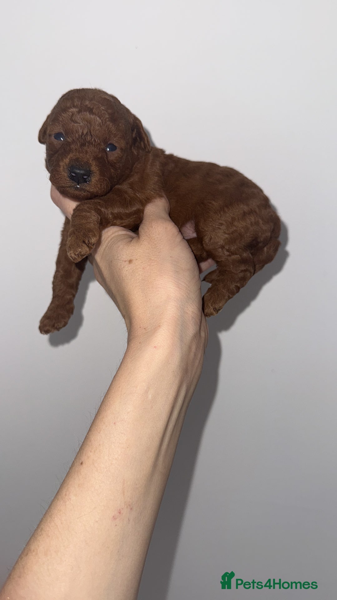 Labradoodle dogs for sale: 5 amazing HT red multi double doodles❤️💙 - Image 8