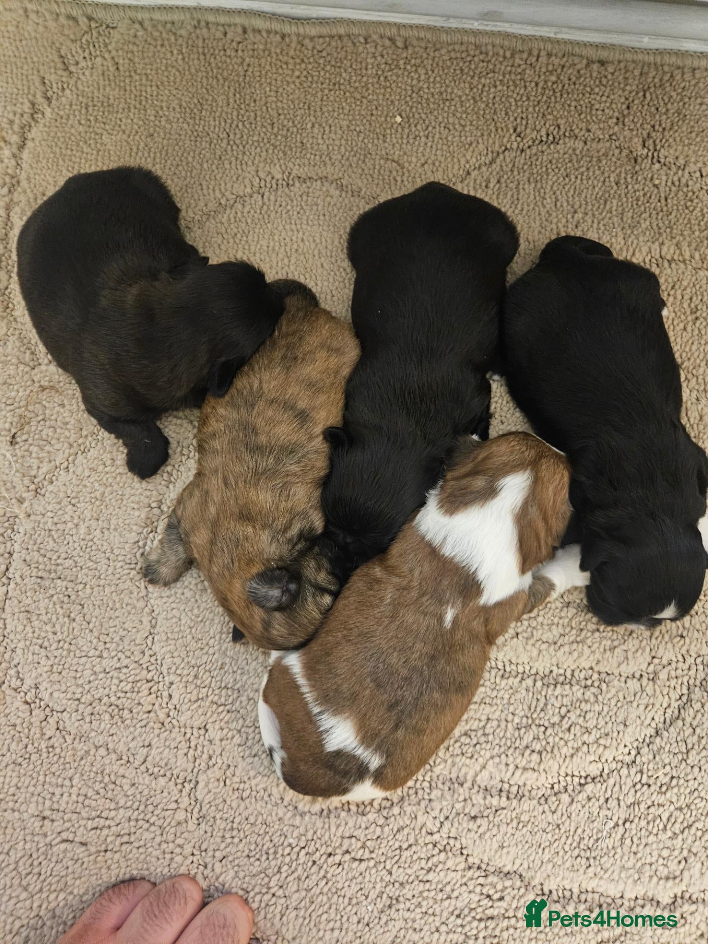 Shih Tzu dogs Shihtzu puppys  - Advert 7
