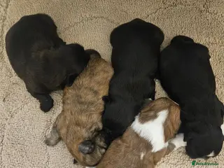 Shih Tzu dogs Shihtzu puppys - Advert 4