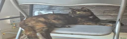 Mixed Breed cats for sale: CHONKY IN NEED OF A GOOD HOME - Advert 3