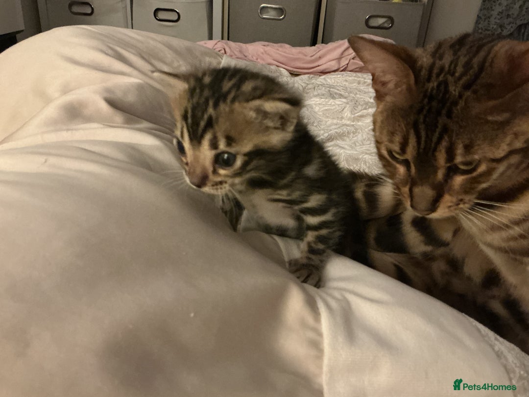 Bengal cats for sale: BEAUTIFUL BABY GIRL BENGAL TICA REG ready soon - Image 2
