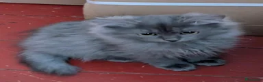 Siberian 2
