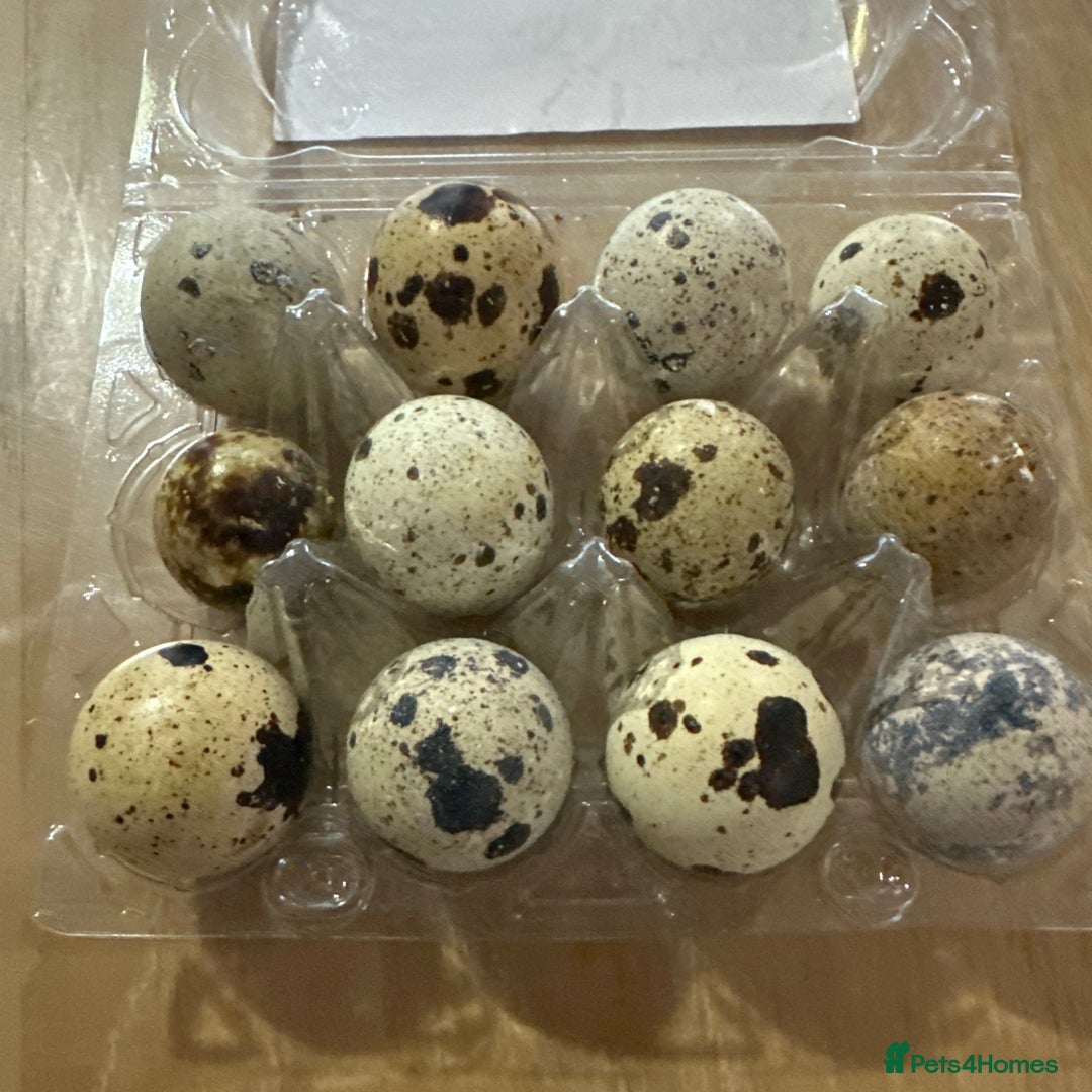Quail poultry for sale: Quail for sale jumbo size & standard  - Image 6