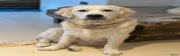 Golden Retriever dogs for sale: Cream Boys From Health Tested Parents  - Advert 7