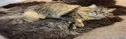Mixed Breed cats for sale: Kittens ready now  - Advert 2