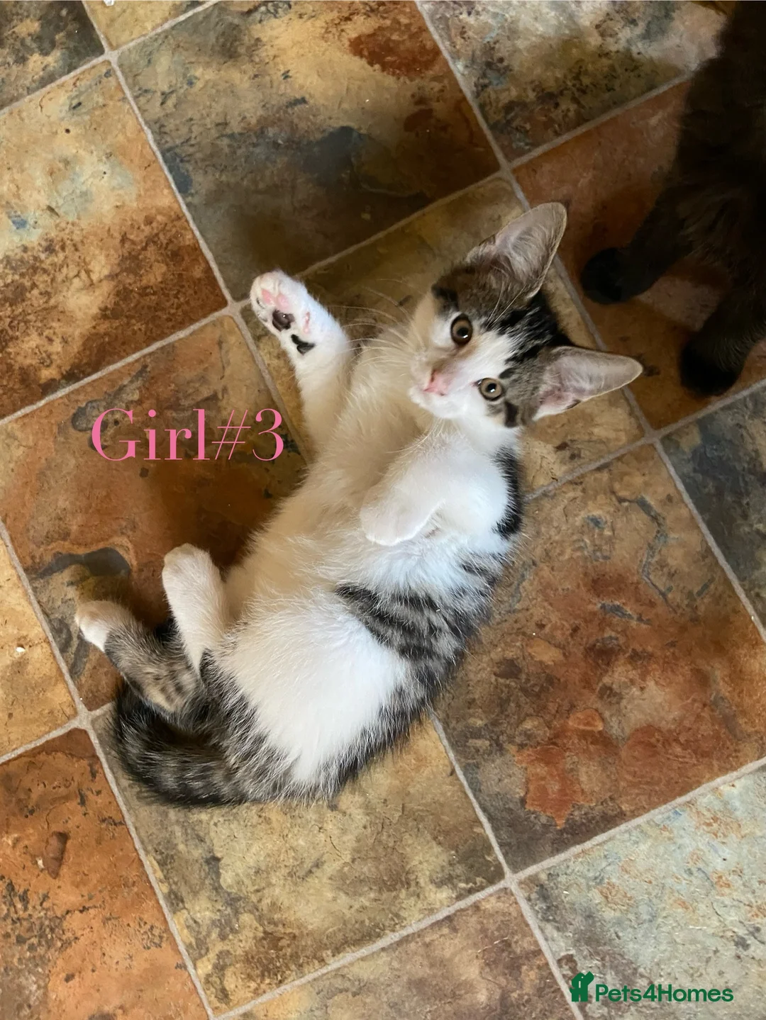 British Shorthair cats for sale: Short/Long Haired Tabby Kittens  - Advert 1