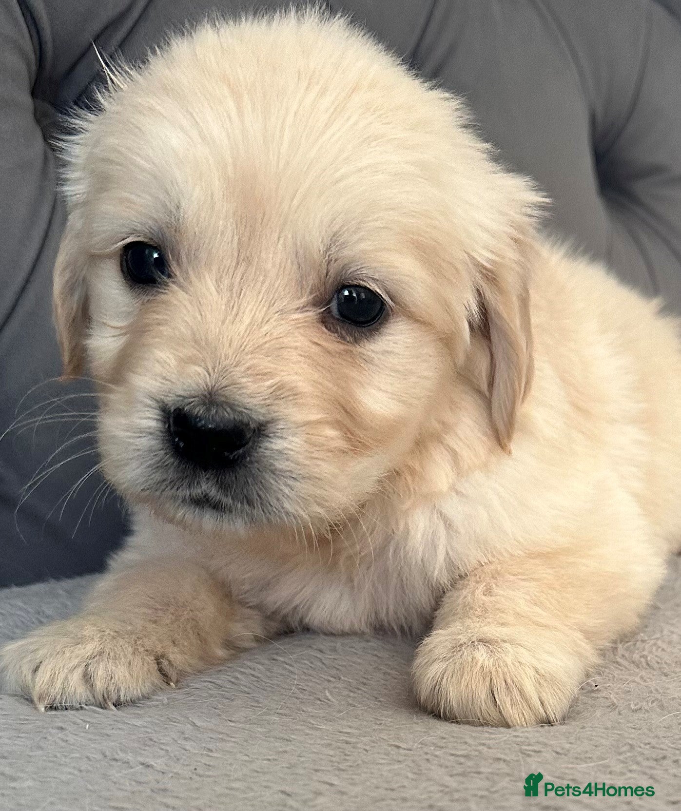 Golden Retriever dogs Beautiful, DNA tested - Golden Retriever Puppies  - Advert 2