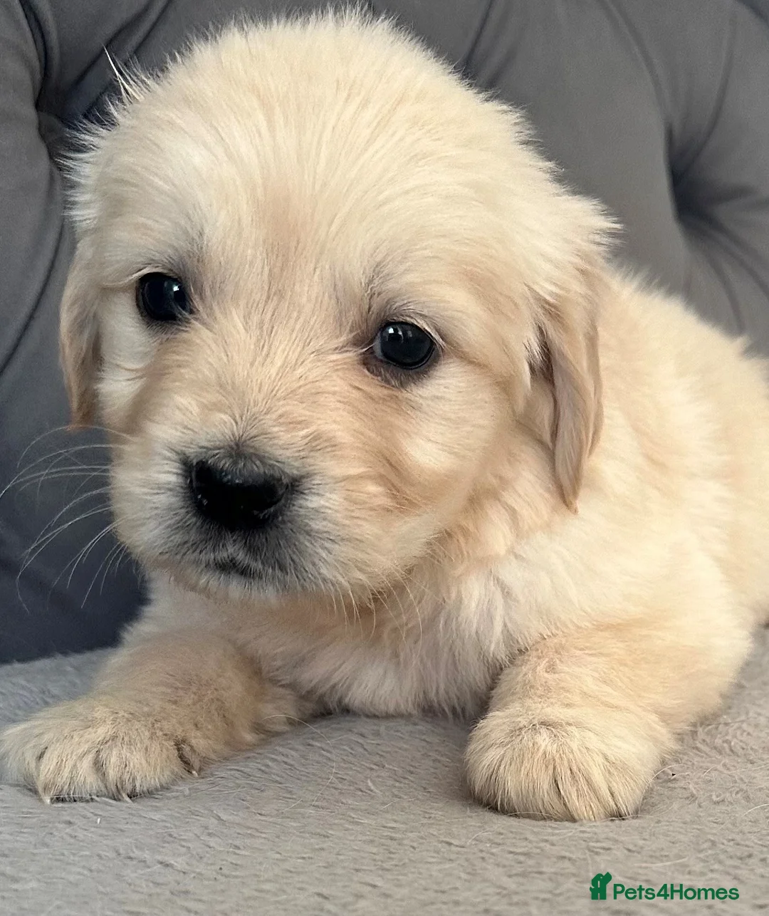 Golden Retriever dogs for sale: Beautiful, DNA tested - Golden Retriever Puppies  - Advert 2