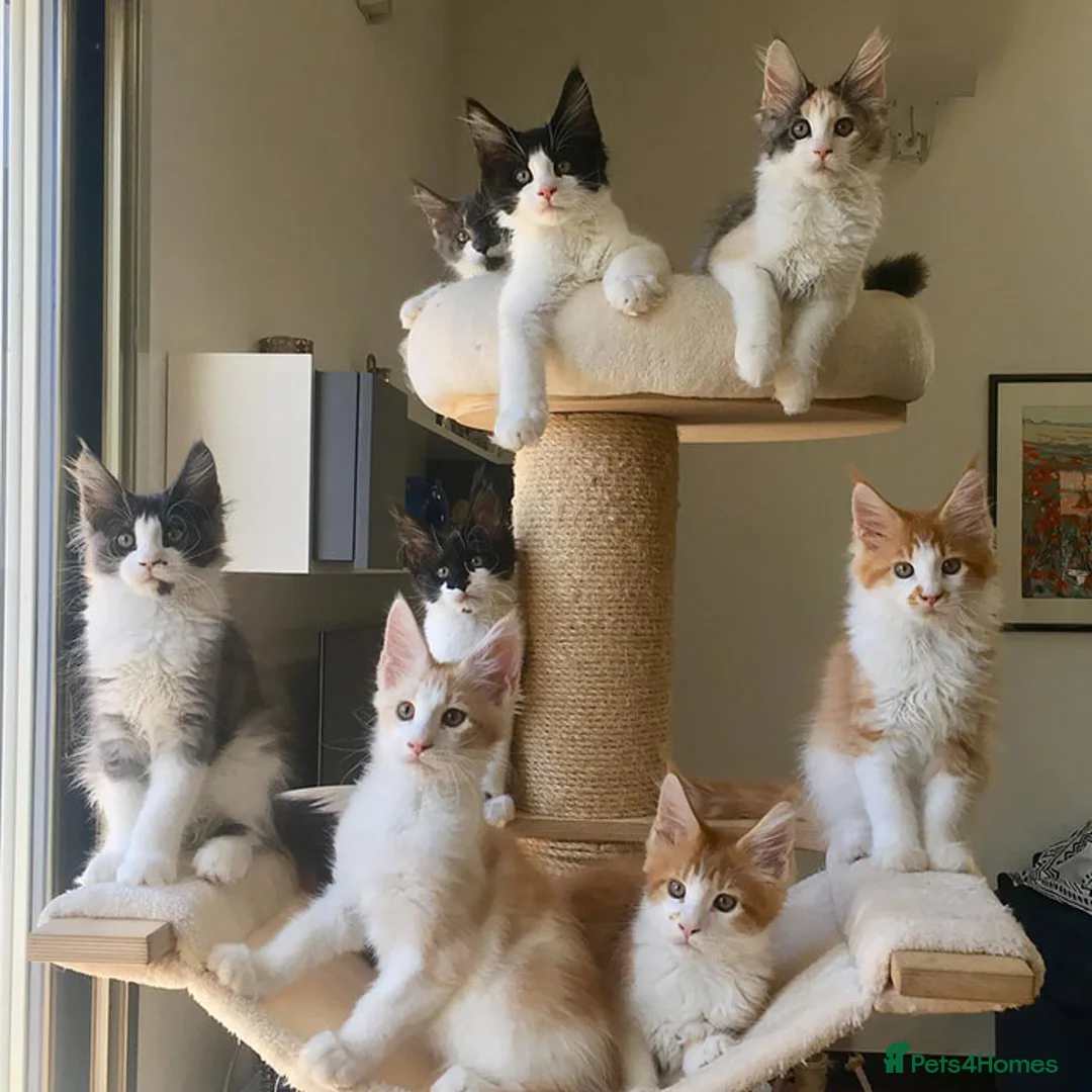 Maine Coon cats for stud: XXL Real Lion VITO 🦁 Massive Maine Coon in Hertford - Advert 5