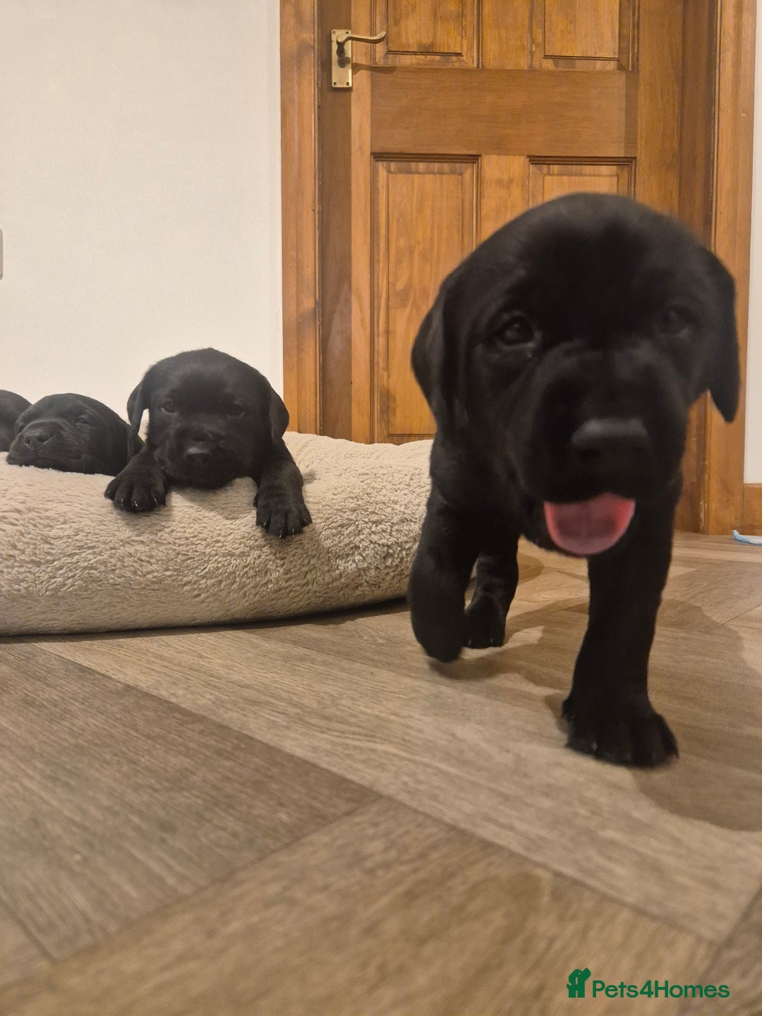 Mixed Breed dogs for sale: Chunky Lab X Pointer pups - Advert 2