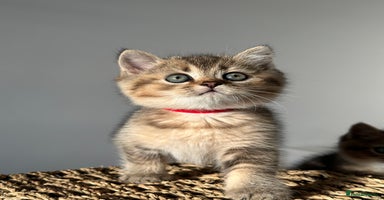 British Shorthair cats - Advert 6