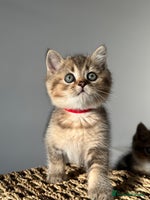 British Shorthair cats - Advert 6