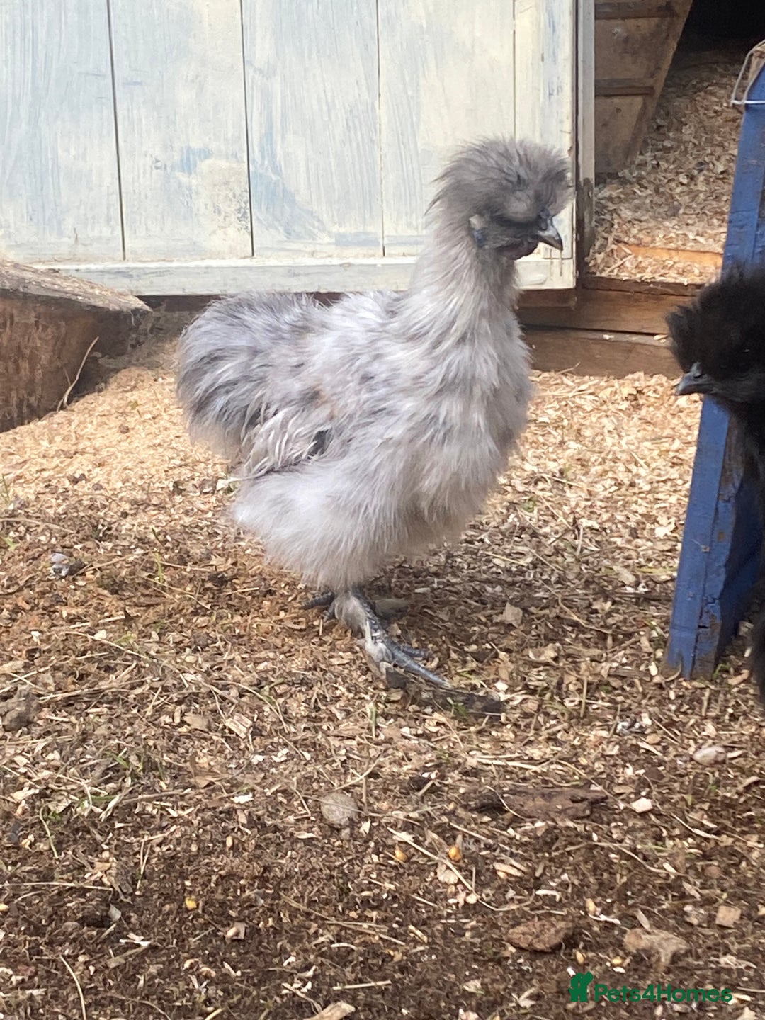 Chickens poultry for sale: Bantam silkie  - Image 1