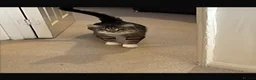 Domestic Shorthair cats for sale: Ozzy male neutered cat  - Advert 2