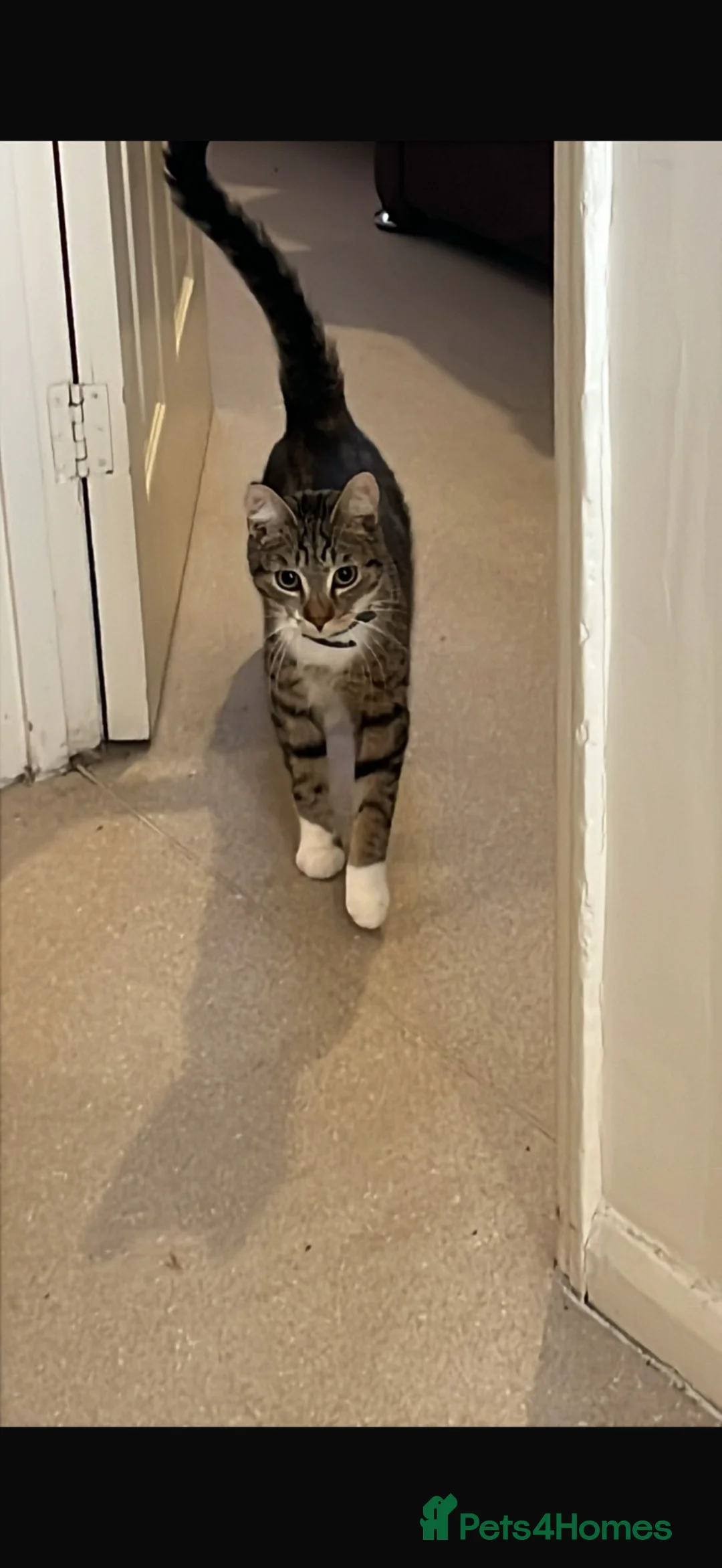 Domestic Shorthair cats for sale: Ozzy male neutered cat  - Advert 2