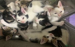 Mixed Breed cats for sale: 6 X BEAUTIFUL MIXED BREED KITTENS BORN 23.08.2025  - Image 1