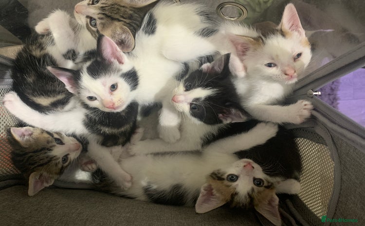 Mixed Breed cats - Advert 1