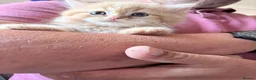 Mixed Breed cats for sale: Beautiful Persian cross kittens  - Advert 21