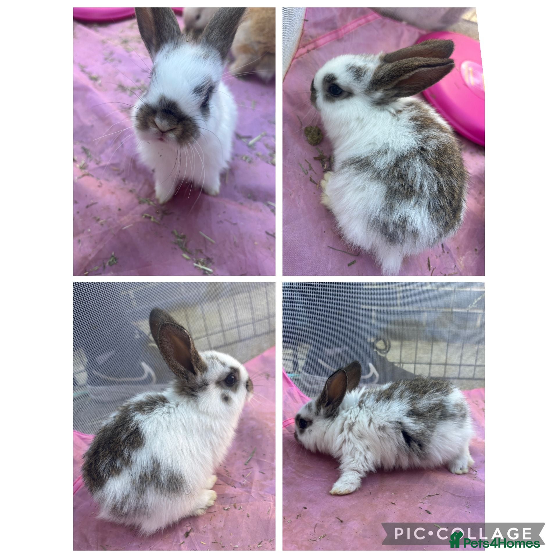 Mixed Breed rabbits 3x pairs of bunnies please read description!! - Advert 1