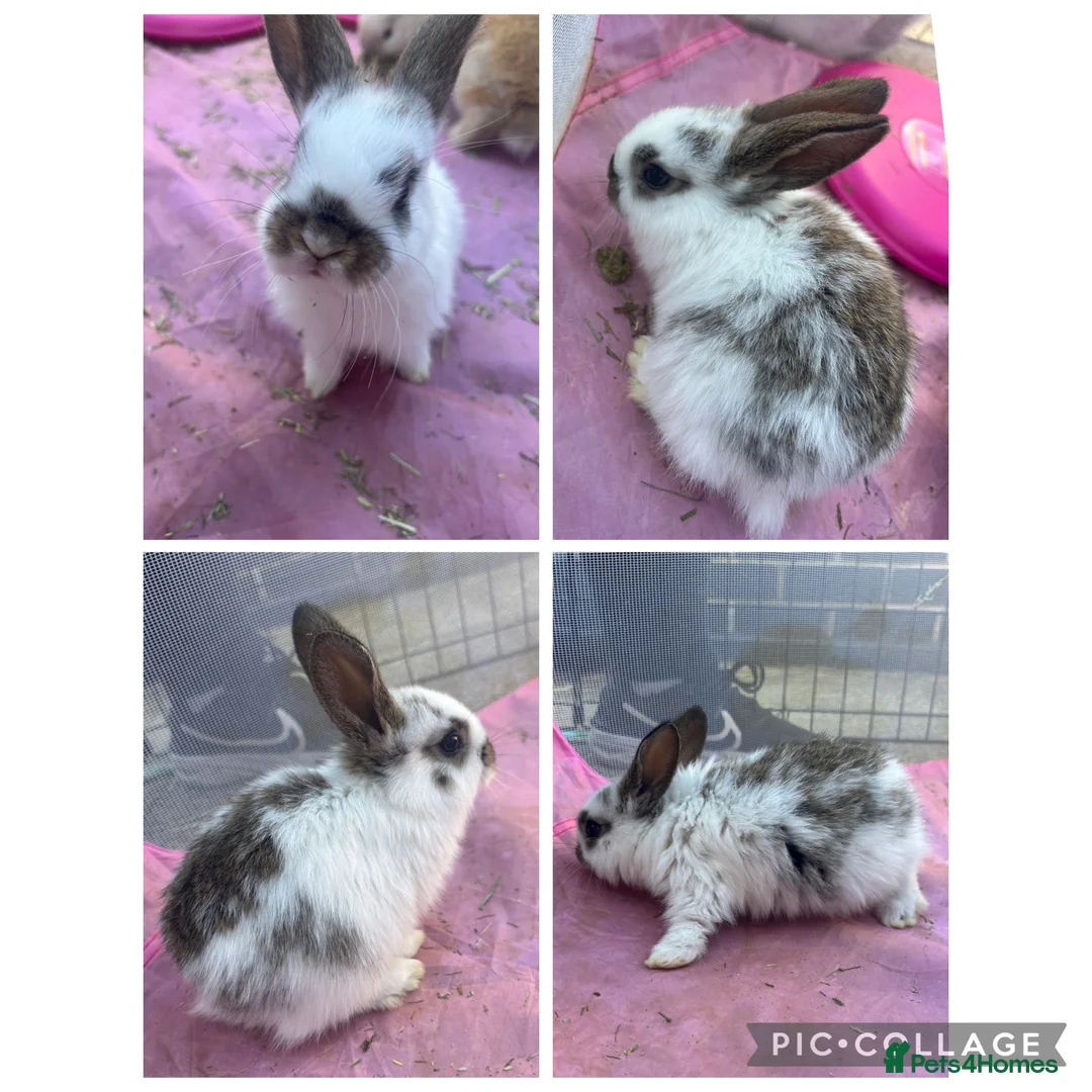Mixed Breed rabbits for sale: 3x pairs of bunnies please read description!! - Advert 1