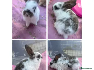 Mixed Breed rabbits 3x pairs of bunnies please read description!! - Advert 1