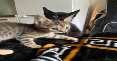 Bengal cats - Advert 8