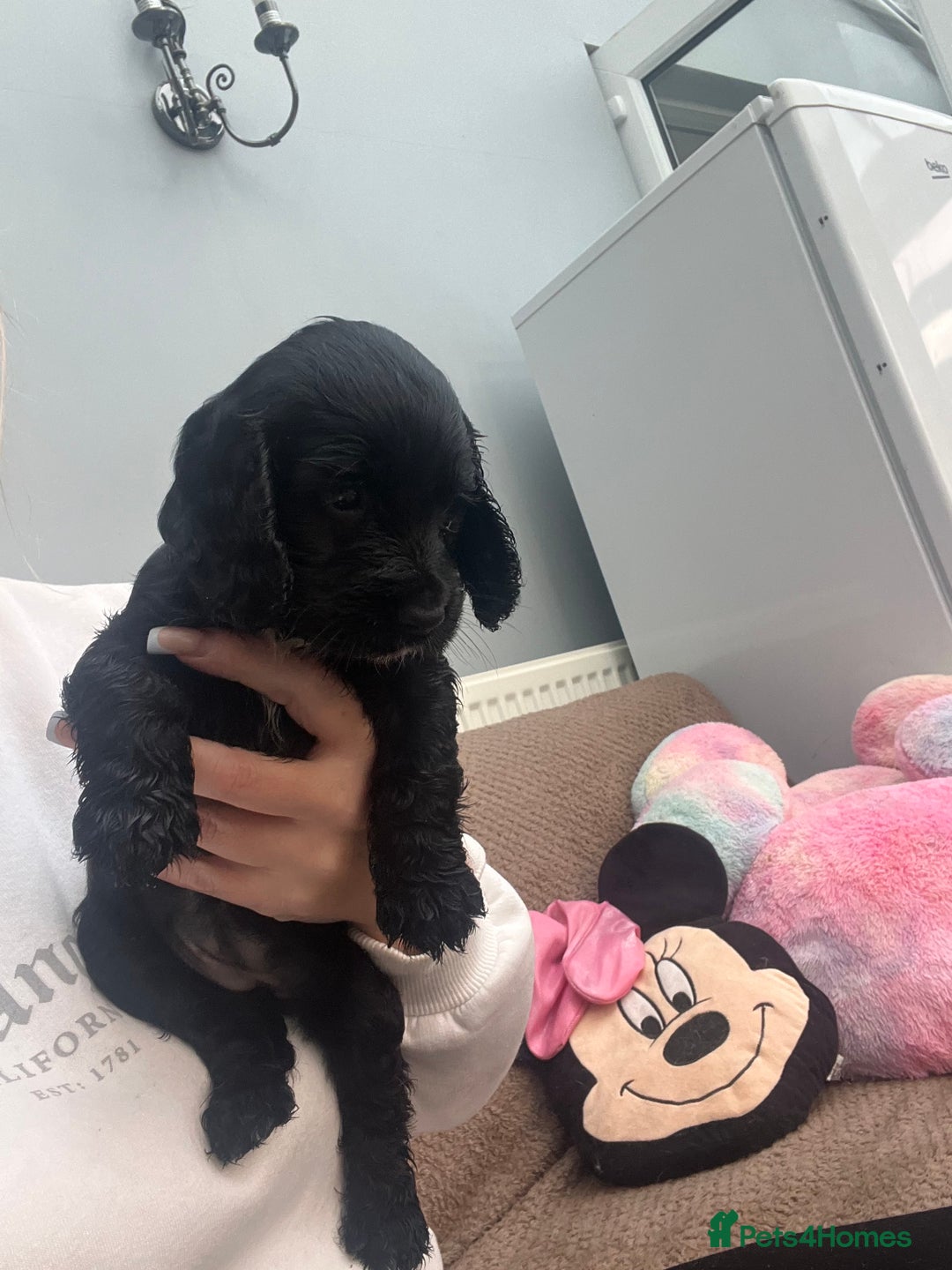 Cocker Spaniel dogs for sale: Only 4 babies left  - Image 15