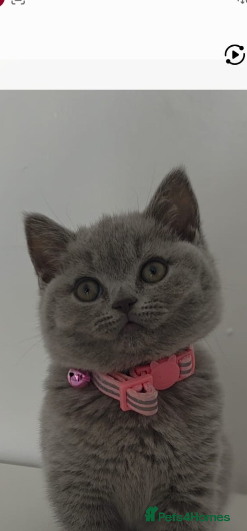 British Shorthair cats British Shorthair Beautiful Girl/Female 9 weeks - Advert 4