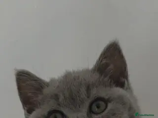 British Shorthair cats British Shorthair Beautiful Girl/Female 9 weeks - Advert 11