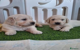 Golden Retriever dogs for sale: Adorable KC Reg Golden Retriever Puppies - Image 11