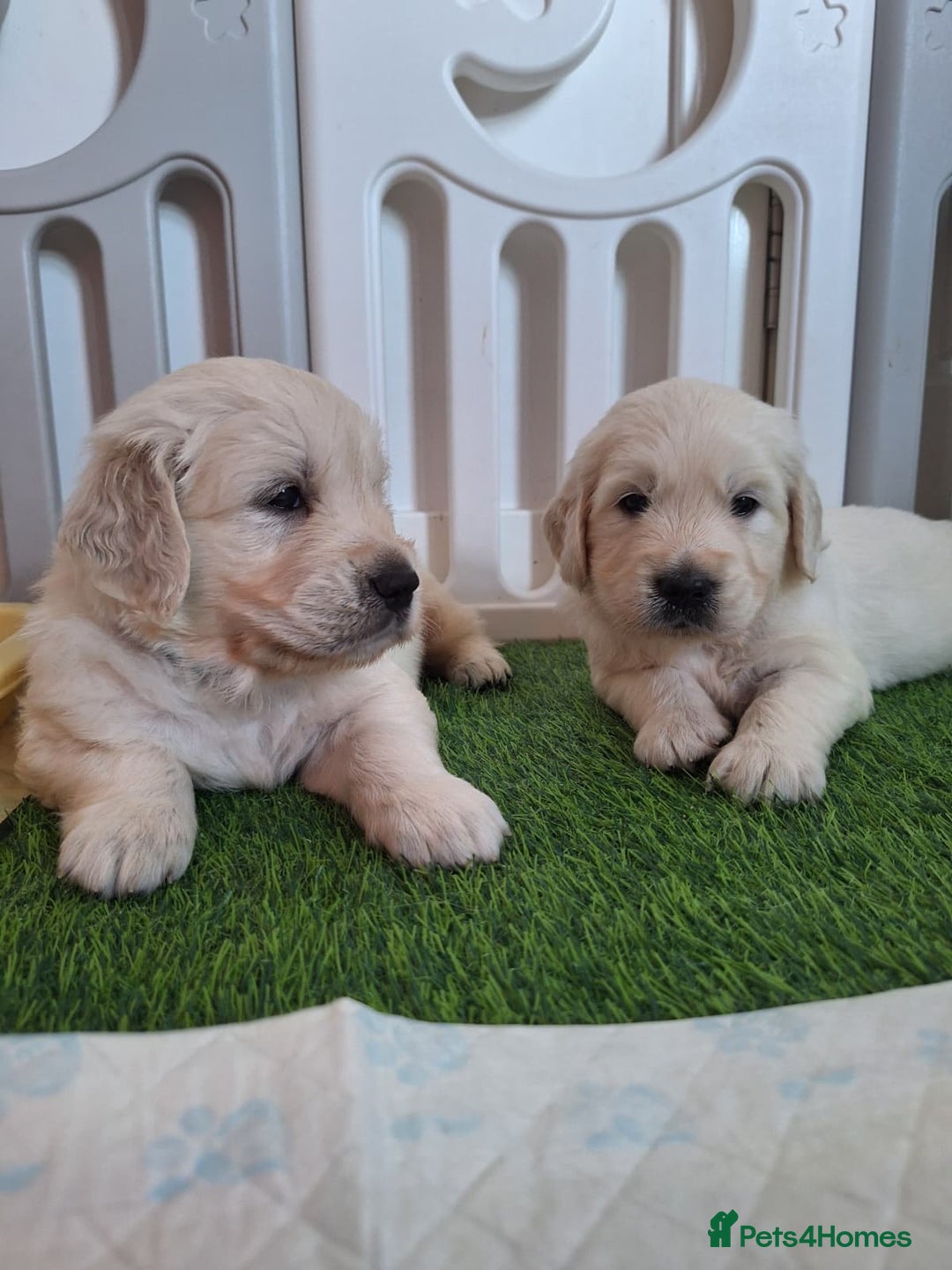 Golden Retriever dogs for sale: Adorable KC Reg Golden Retriever Puppies - Image 11