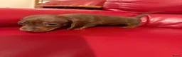 Miniature Dachshund dogs for sale: KC pure Miniature Dachshunds   - Advert 25