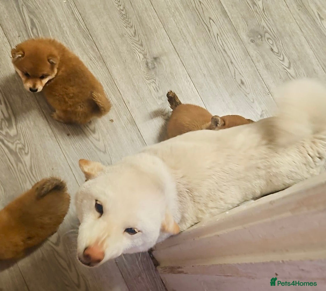 Japanese Shiba Inu dogs Japanese  - Advert 1