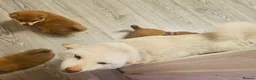 Japanese Shiba Inu dogs for sale: Japanese  - Advert 1