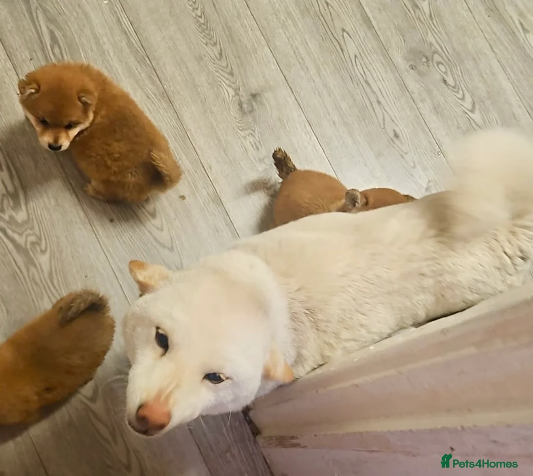 Japanese Shiba Inu dogs for sale: Japanese  - Advert 1