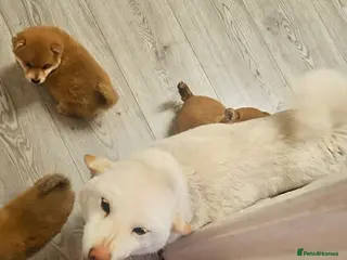 Japanese Shiba Inu dogs Japanese Shiba Inu - Advert 1