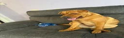 Mixed Breed dogs for sale: Bear staffy x Shar pai - Advert 7