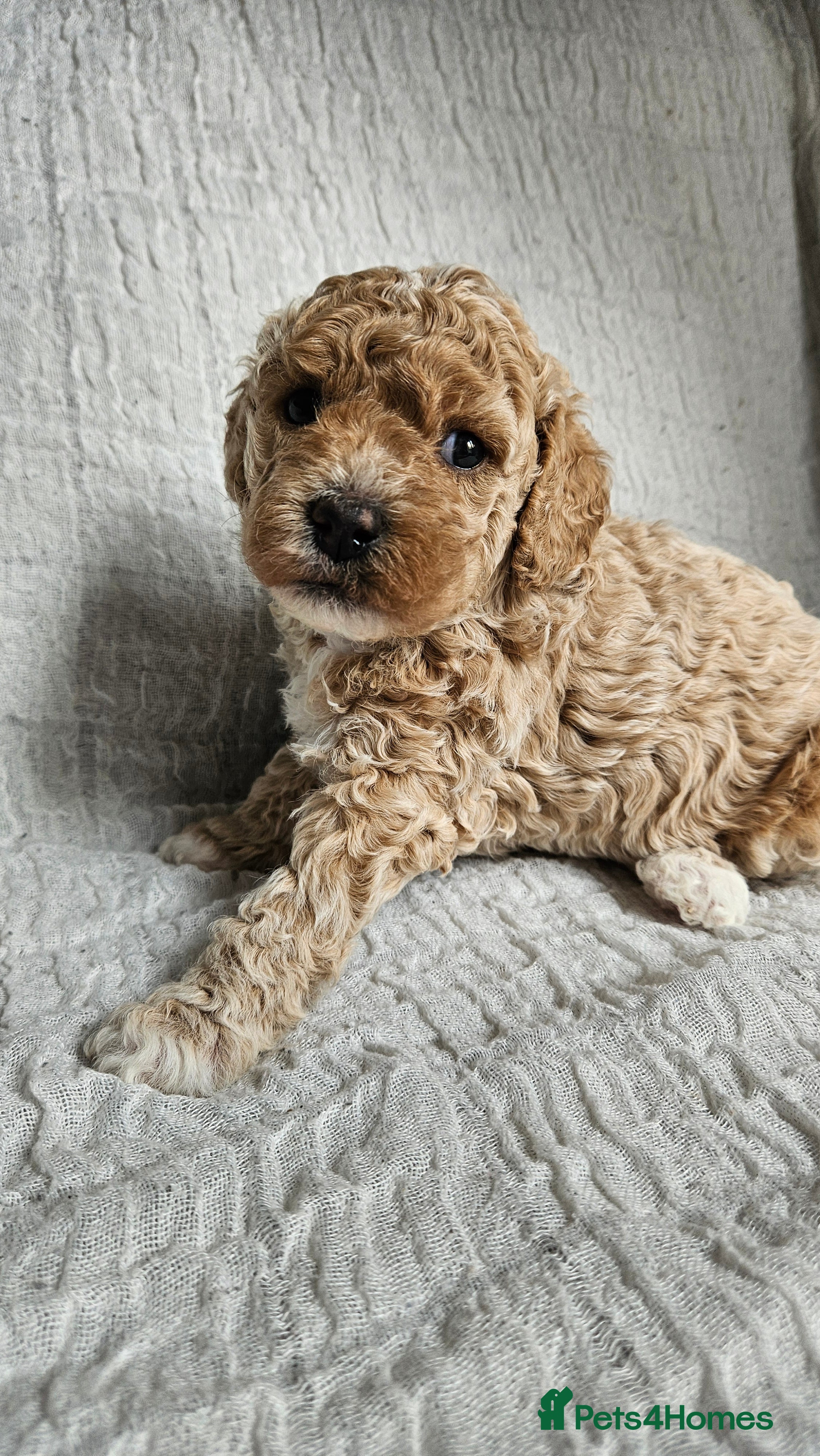 Mini Goldendoodle dogs for sale: 🐾✨ Beautiful Toy Goldendoodle Puppies  ✨🐾 - Advert 38