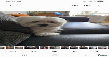 Maltese dogs - Advert 6