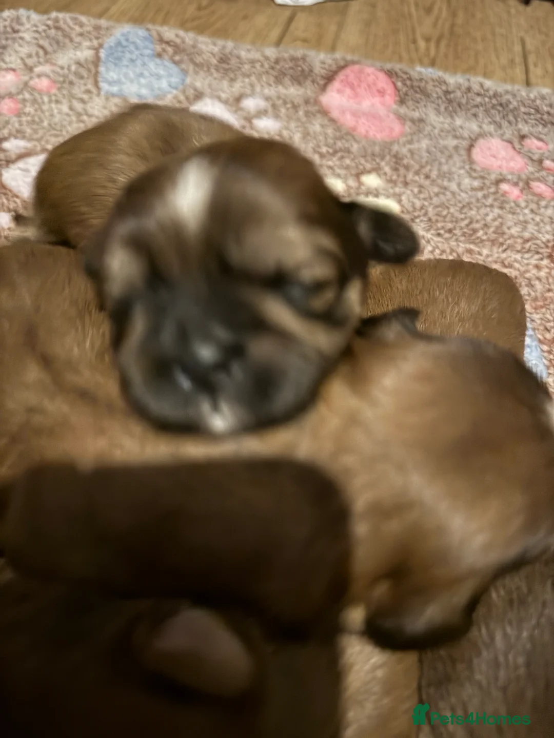 Shih Tzu dogs for sale: Chocolate Shihtzu puppies  - Advert 4