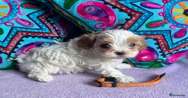 Maltipoo dogs - Advert 5